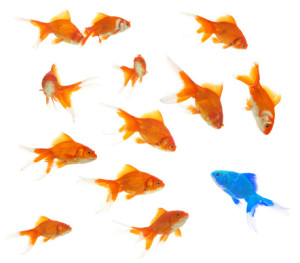 A group of goldfish swimming serenely on a white background.