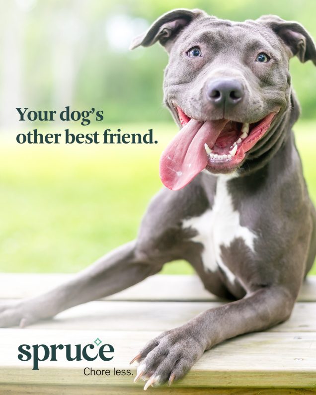 Your dog's other friend - spruce apartments in Westpark.